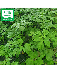 [프레쉬푸드] 박정국 농부의 유기농 신선초 2kg