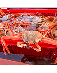 [프레쉬푸드] 구룡포 박달급 자숙 연지홍게 1.5kg 5-7미