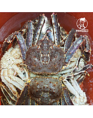 [맛있는청년들] A급 러시아 활어 브라운 킹크랩 2kg(1미)