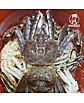 상품 정면 컷