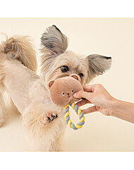 모던하우스 펫본) 보들베어 터그놀이 장난감 PT1524022